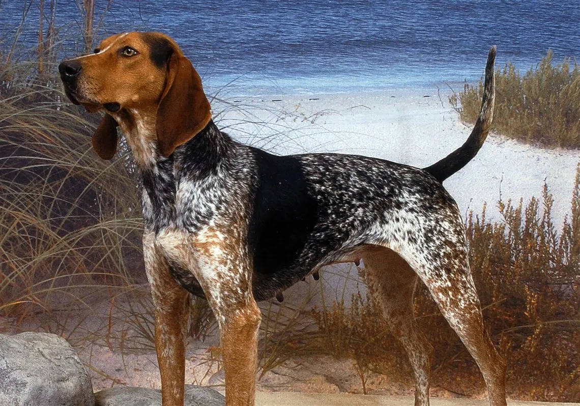 American English Coonhound